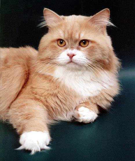 Gatti (59)